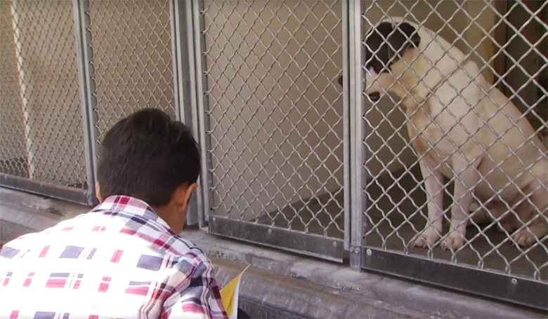 Boy With Autism Brings His Mat Every Week to Shelter and Reads to Dogs