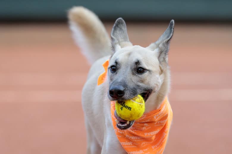 Watch Rescued Pups Be ‘Ball Dogs’ at Brazil Open