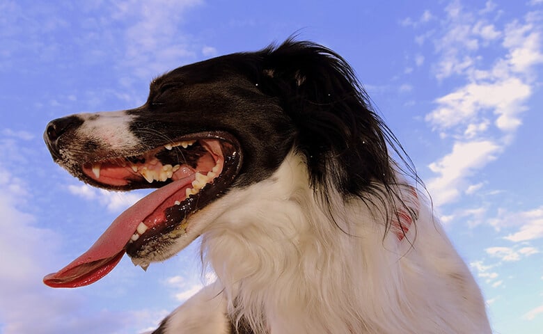 A black and white dog with its tongue out, enjoying homemade dog treats.