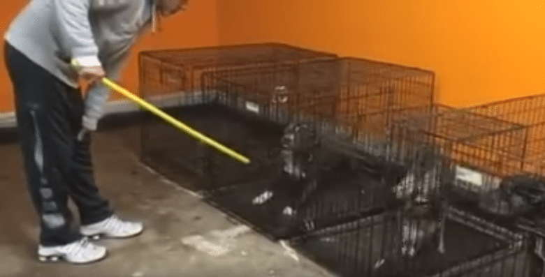 A dog trainer in New York is holding a yellow stick in front of a group of cages while capturing it on video.