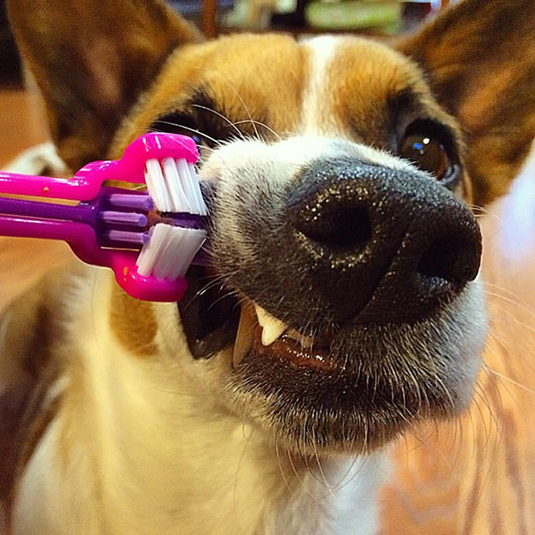 A clean dog is brushing his teeth while hating you.