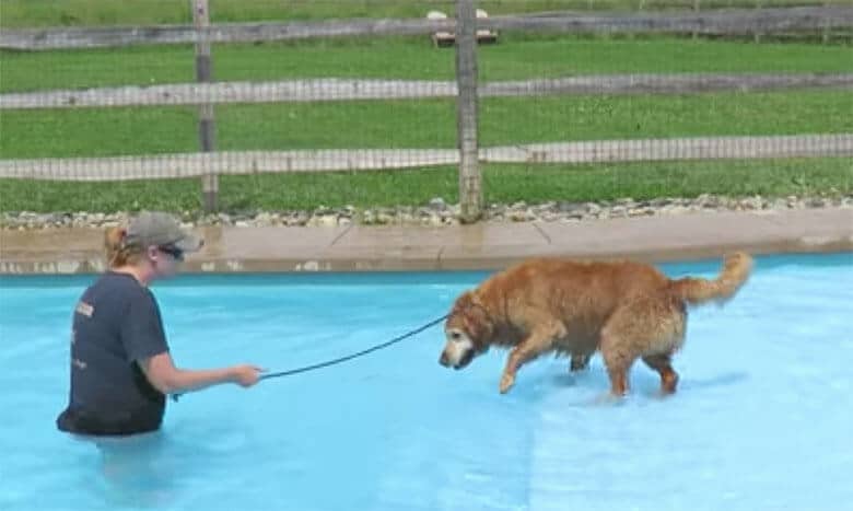 After 9 Years at the Edge of the Pool, Golden Retriever Finally Takes the Plunge