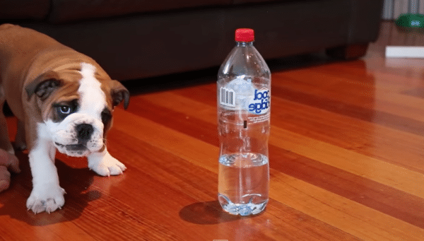 A cute bulldog puppy is standing next to a bottle of water.