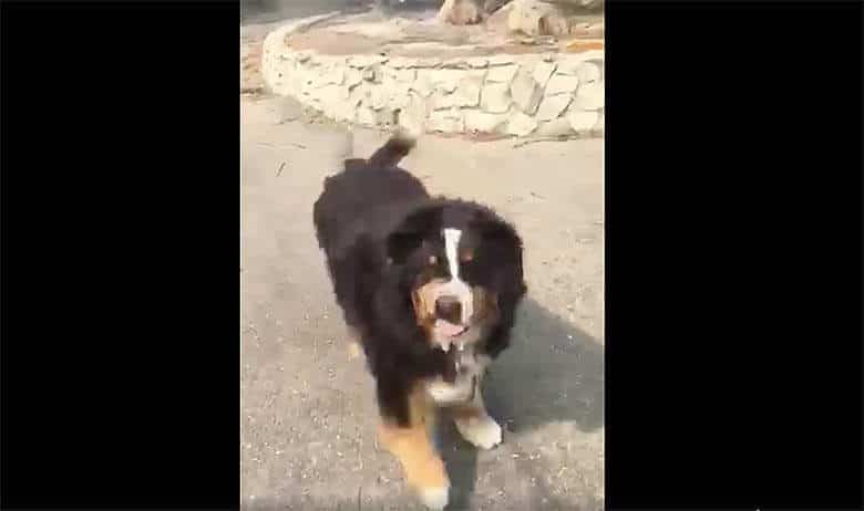 A family's bernese mountain dog is walking down the street.