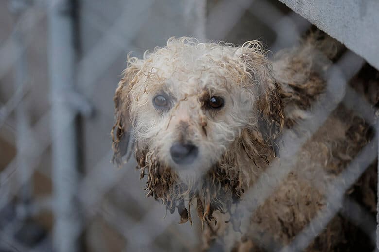 A dog in California is seen through a chain link fence.