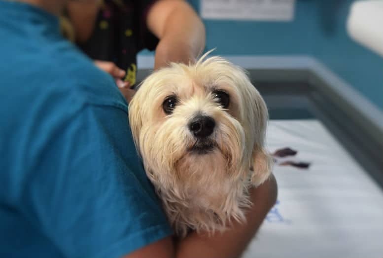 A small white dog being groomed by a person, with vet bills.