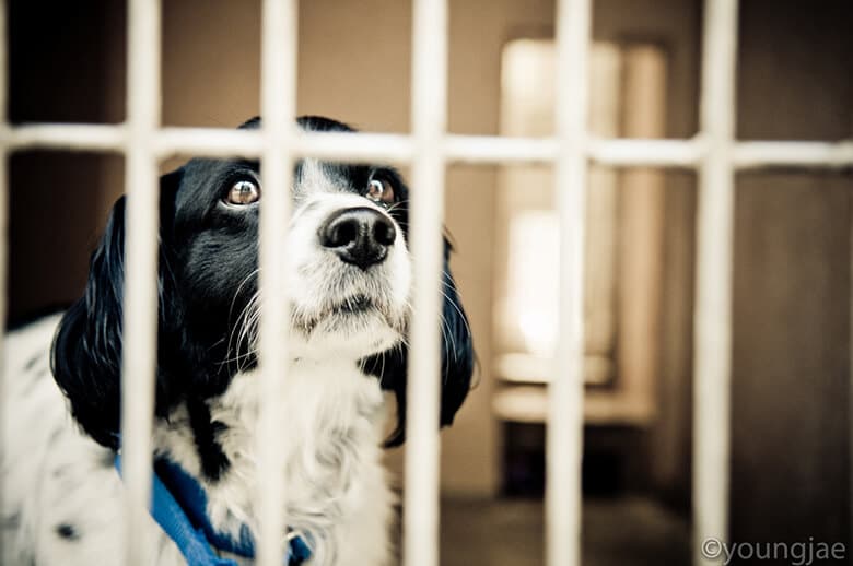 A rescued dog looking out of a cage.