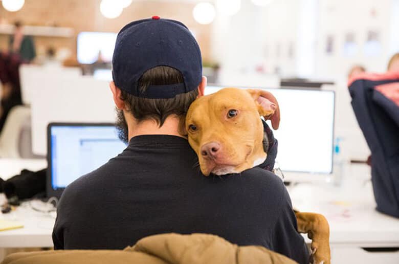 Yes, You Can Foster a Dog and Have a Full-Time Job