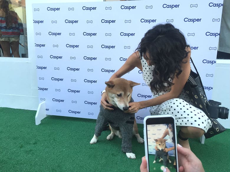 Casper's Launch Party for Its Dog Beds Offers a Glimpse Into the Sometimes Absurd Dog World