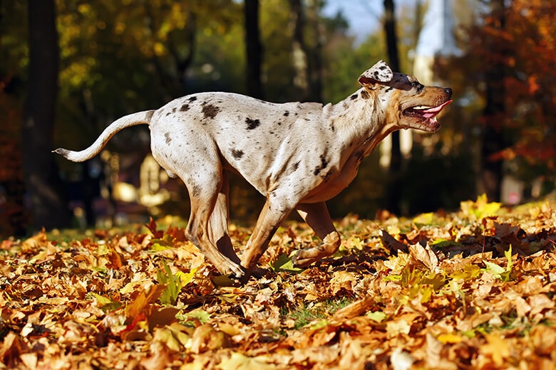 cattle dog breeds catahoula