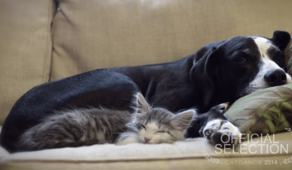 A dog and a kitten peacefully laying on a couch.