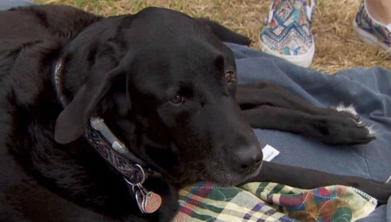 Community Bans Together to Help Disabled Dog After Wheelchair Stolen From Family's Porch