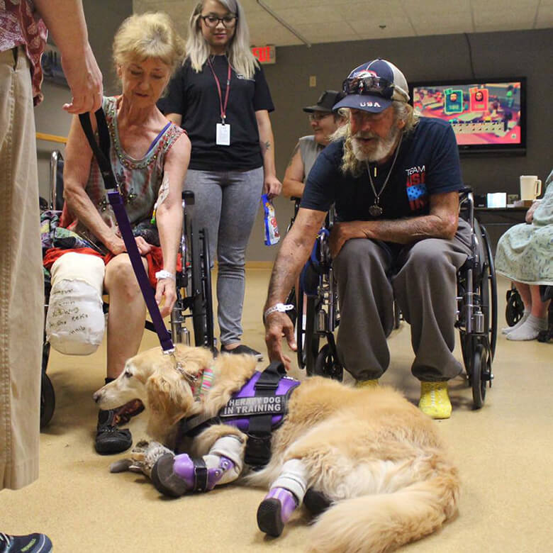 Quadruple Amputee Dog Rescued From Meat Trade Is Now a Therapy Dog