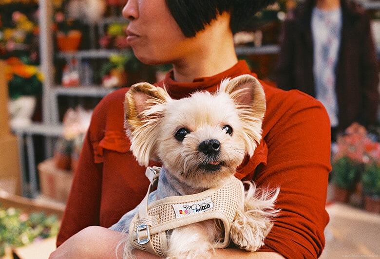 In a Chinese city, a woman carefully cradles a small dog, adhering to the One Dog Rule.