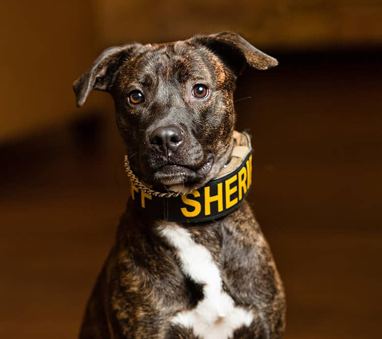 Despite BSL In Some Cities, Colorado Adds First Pit Bull Detection Dog to K9 Unit