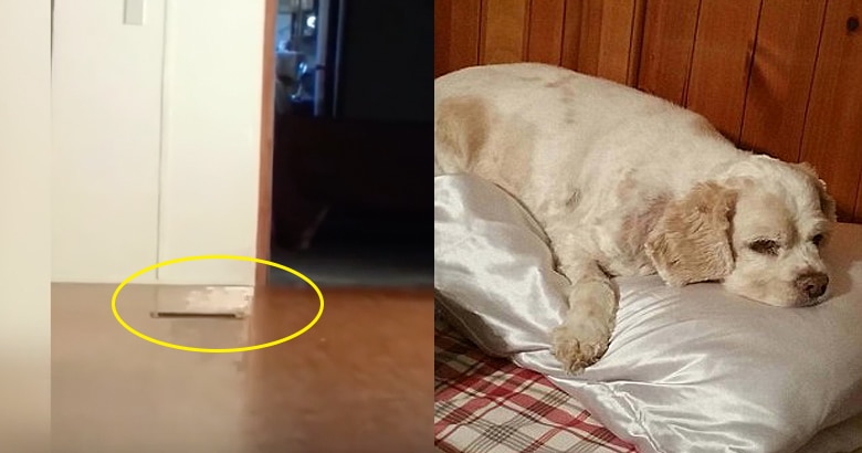 Woman Swears She Sees Her Dog’s Ghost in Video