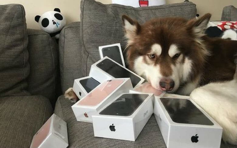 Chinese Billionaire's Son Buys Dog Eight iPhones