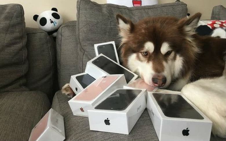 Chinese Billionaire’s Son Buys Dog Eight iPhones