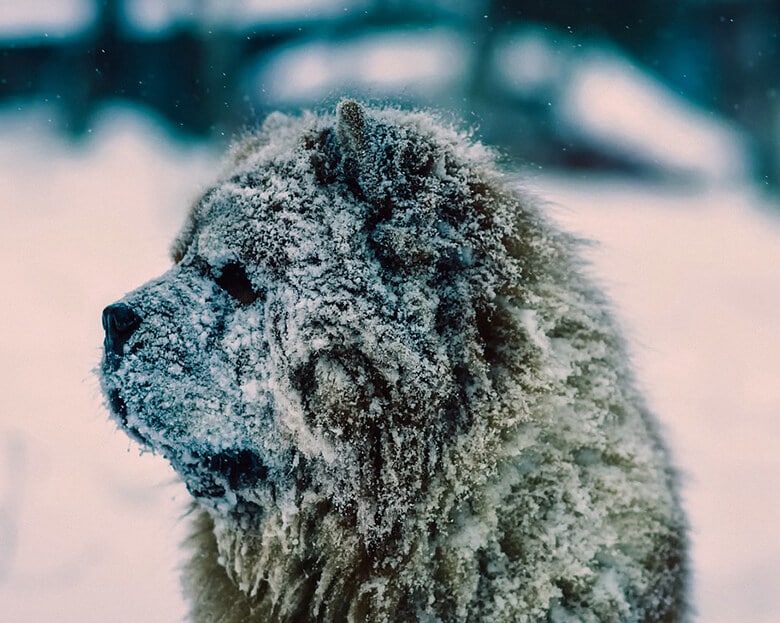 A chow chow dog standing in the cold weather.