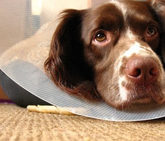 dog cone cushion