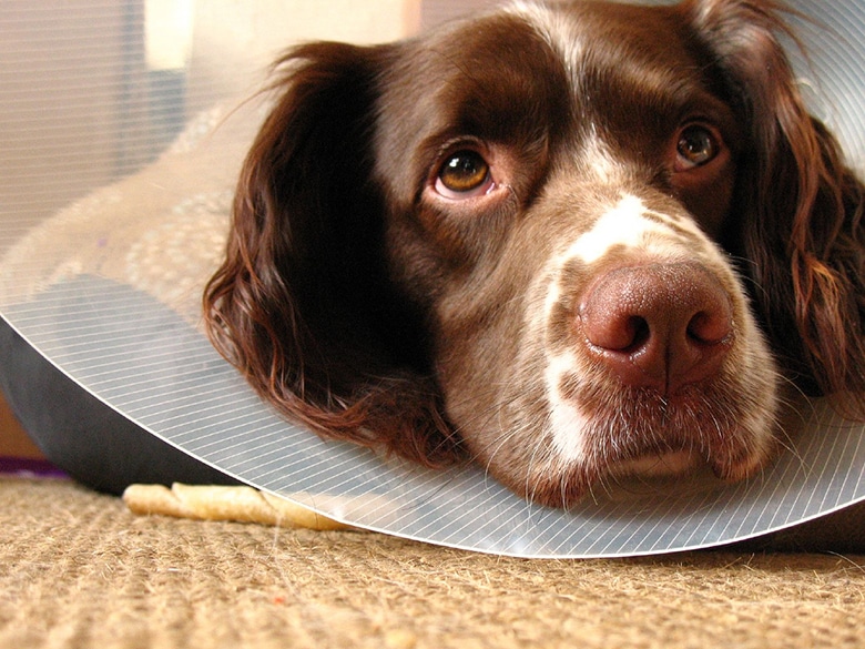 shirt instead of cone for dog