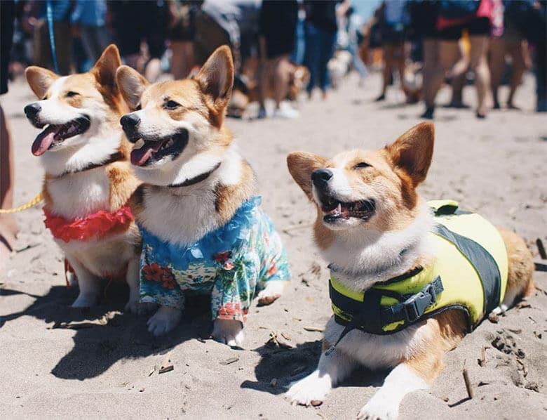 This Summer’s Corgi Con Was the Biggest Ever