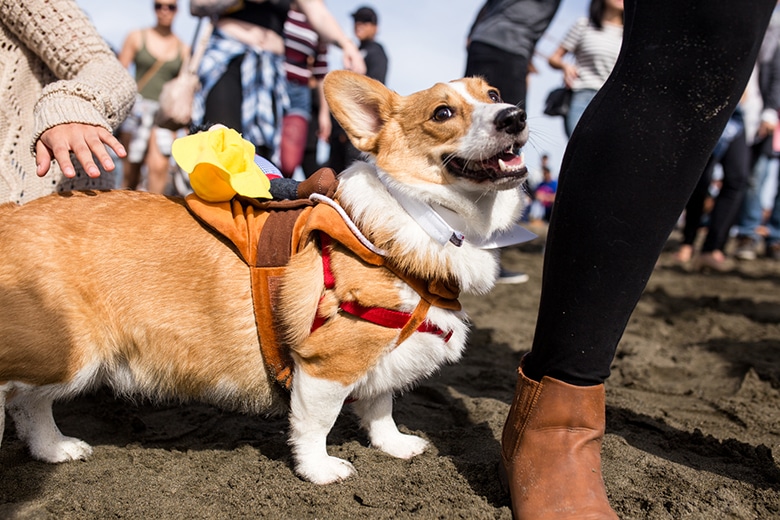 Hundreds of Corgis Descend on San Francisco Beach for Corgi Con