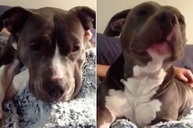 Two pictures of a dog lounging on a blanket.