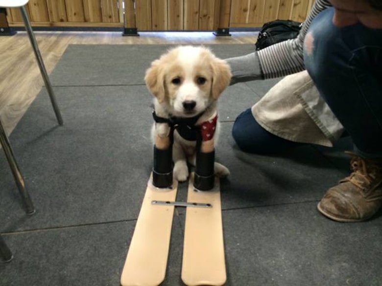 Dog Named Cupid Captures Our Heart As He Learns to Walk With His ‘Training Skis’