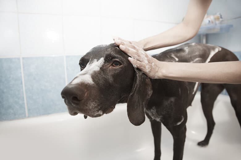 A person is using dog shampoo to wash a dog in a bathtub.