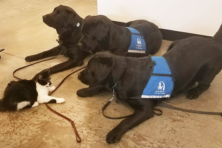 A Special Kitten Named DOG Is Helping Train Service Dogs