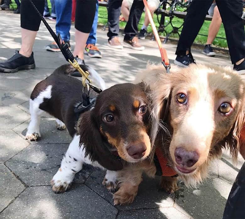 Hundreds of Doxies Descend on Park for Annual Meet Up