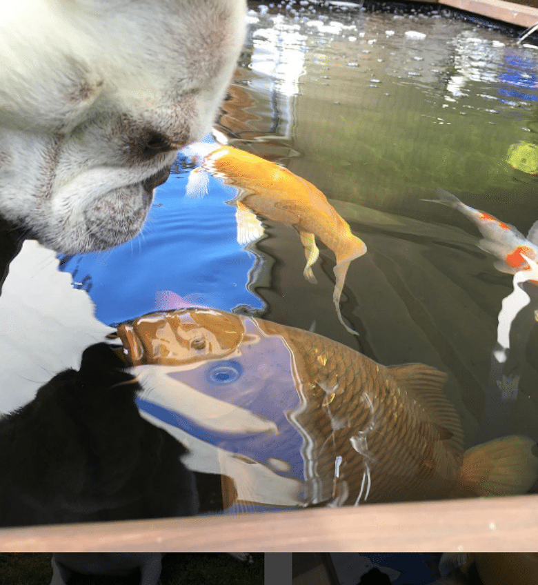 A French Bulldog is playfully looking at fish in a pond.