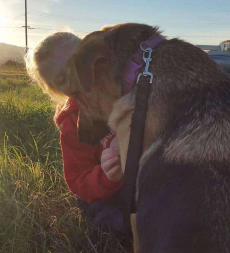 After Being on the Run for 2 Months, Dog Is Finally Caught Thanks to Little Girl