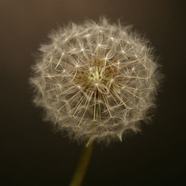 A dandelion on a black background.