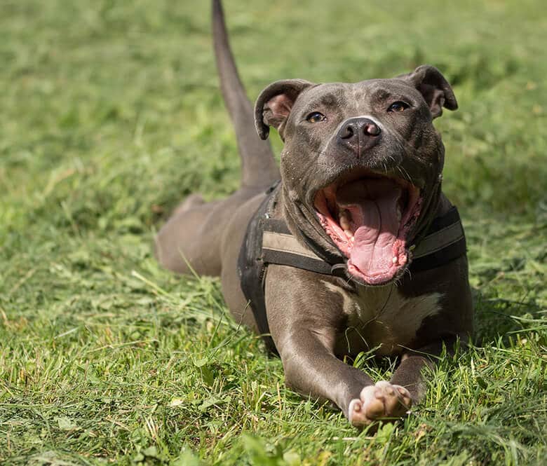 A pit bull terrier, a breed often targeted by dog breed discrimination laws, peacefully laying on the grass.