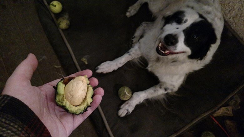 Dog's Special Trick Is Helping More Avocados Grow in California