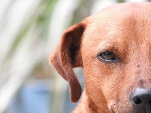 A dog is staring at the camera.