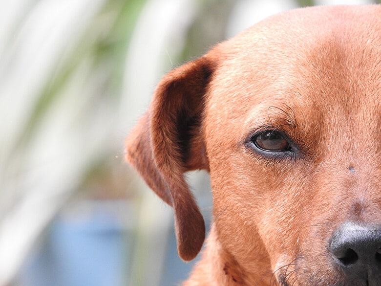 A dog is staring at the camera.