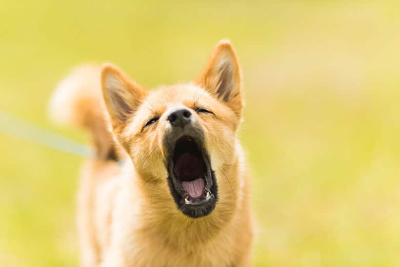 Could Your Dog’s Aggressive Behavior Be a Sign of an Underlying Medical Problem?