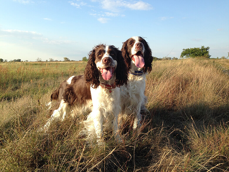 The Largest Dog Ancestry Tree Revealed