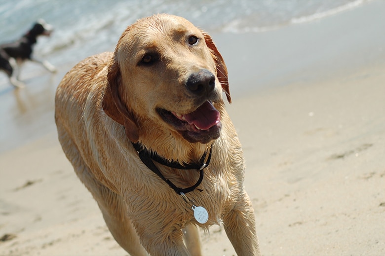 dog at newport beach|