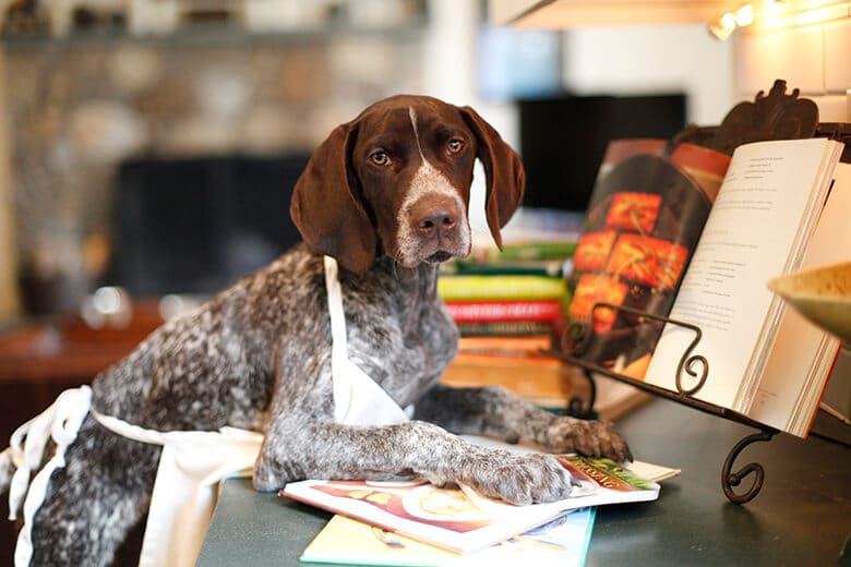 A brown and white dog sitting on a kitchen counter next to a cookbook.