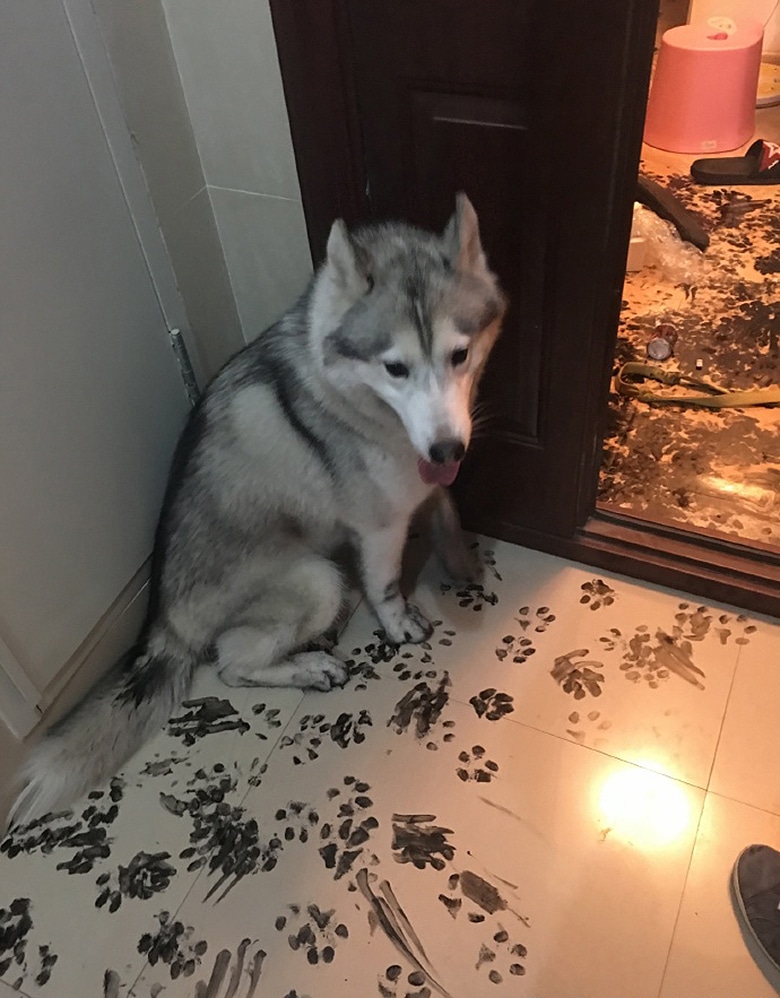 This Dog Takes the Cake for Destroying a House
