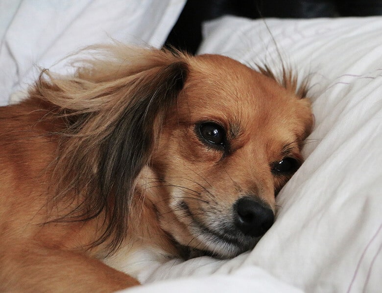 A dog resting comfortably on a bed.