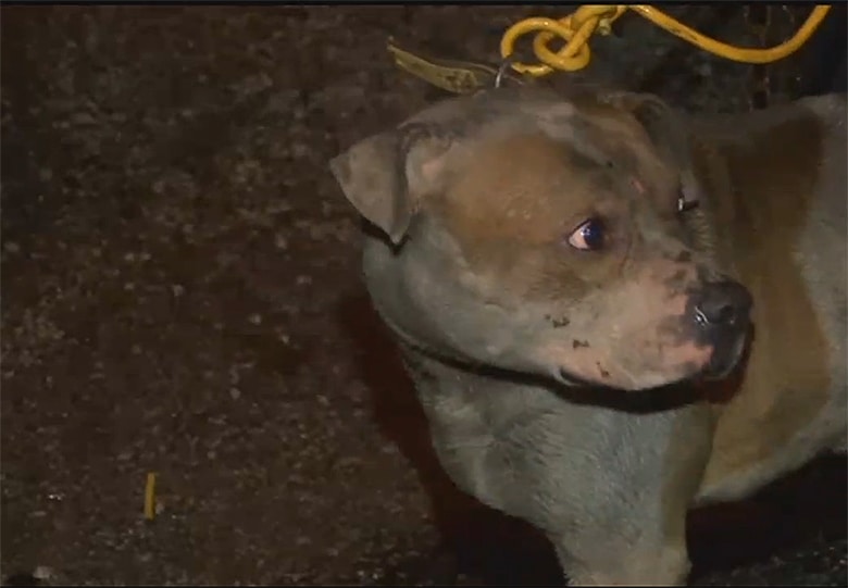 A brown dog is tied to a rope.