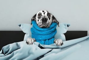 A dalmatian dog wearing a blue scarf in bed in Brooklyn.