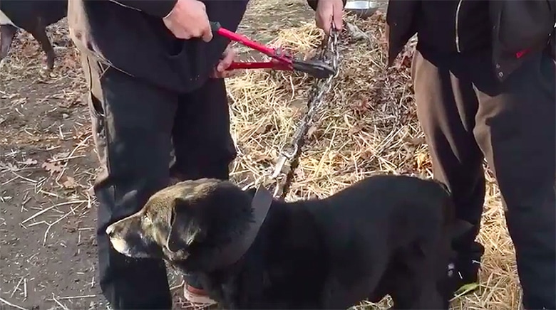 WATCH: Dog Unchained After 15 Years