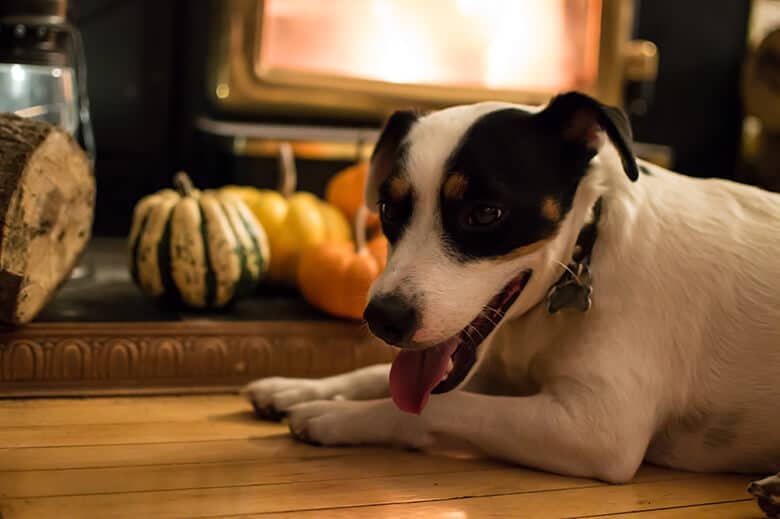 A dog-friendly Thanksgiving gathering, with a cozy fireplace, and a dog laying on the floor.