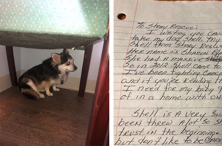 Dog Gets Adopted After Heartbreaking Note Before Owner’s Suicide